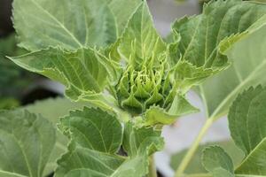 Small sunflowers are blooming during the daytime. photo