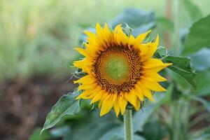 girasoles floreciente en el tiempo de día sus amarillo pétalos revelar marrón polen en el centro. foto