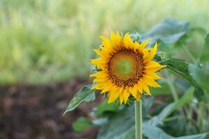 sunflowers blooming in the daytime Its yellow petals reveal brown pollen in the center. photo