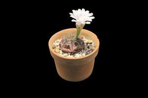 Cactus with white flowers blooming in brown pot isolated on black background. photo