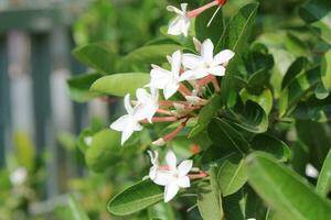 Yawning mangos are blooming in the middle of the day. photo