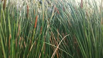 Cattails blow gently in the wind. Calm and relaxing nature background video