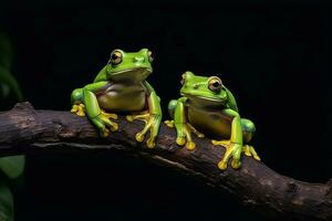 Green frog close up on wood photo