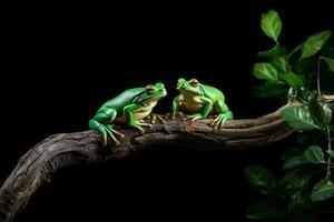 Green frog close up on wood photo