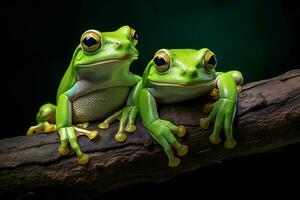 Green frog close up on wood photo