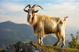 goat standing mountain scenery on background photo