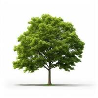 green tree isolated on white background photo