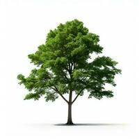 green tree isolated on white background photo