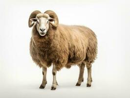 Arles merino sheep, ram, standing photo