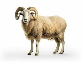 Arles merino sheep, ram, standing photo