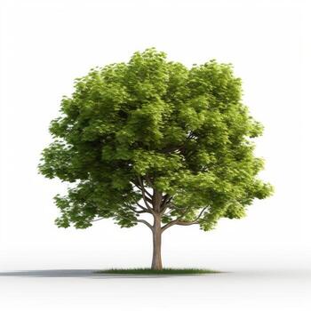 árbol verde aislado sobre fondo blanco foto