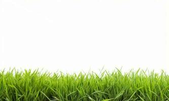 Fresh green grass isolated on white background photo