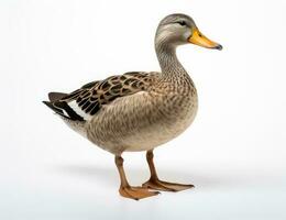 Duck in front of a white background photo