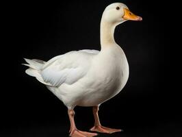 Duck in front of a white background photo