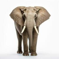 elephant isolated on white photo