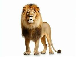 A Lion isolated on white photo