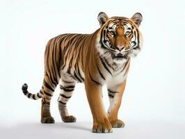 a tiger isolated on a white background photo