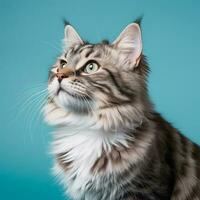 Adorable cat in photo studio mode