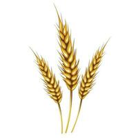 Golden wheat ears and grains wheat spikelets vector