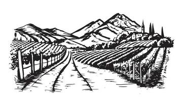 Wine plantations hand drawn, vector. vector