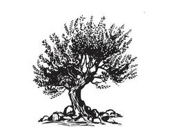 Olive tree hand drawn illustrations, sketch. Vector. vector