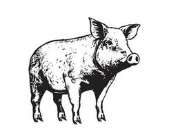 Pig hand drawn illustrations, vector. vector