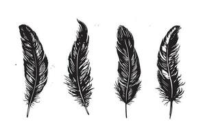 Hand drawn feather on white background vector