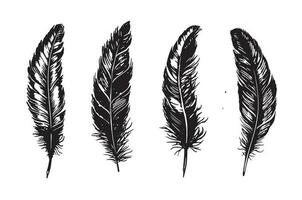 Hand drawn feather on white background vector