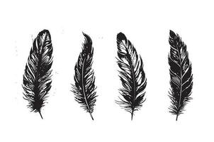 Hand drawn feather on white background vector