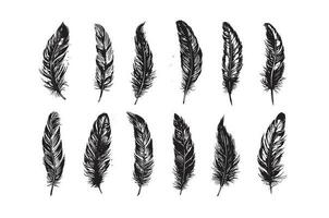 Hand drawn feather on white background vector