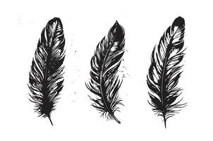 Hand drawn feather on white background vector