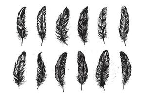 Hand drawn feather on white background vector