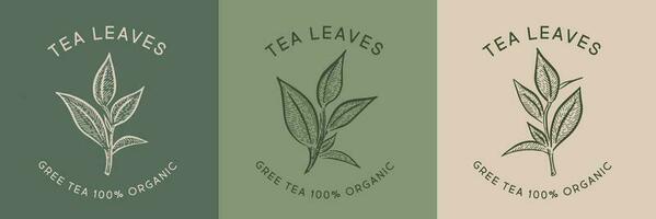 Green tea leaves. Hand drawn, vector. vector