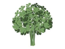 parsley, fresh herbs, vector drawing