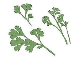 parsley, green sprigs of parsley vector