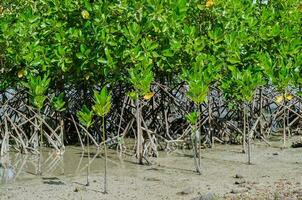 mangle árbol plantación para costero defensa foto