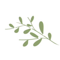 Doodle Flower and Leaves hand drawn png