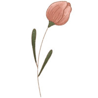 flores coleção. ervas, herbáceo floração plantas, florescendo flores, mão desenhado detalhado botânico ilustração. png