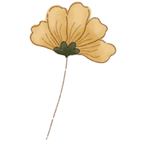 flores recopilación. hierbas, herbáceo floración plantas, floreciente flores,mano dibujado detallado botánico ilustración. png