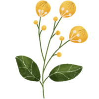 flores coleção. plantas, florescendo flores, mão desenhado detalhado botânico ilustração. png