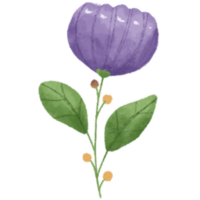 flores recopilación. plantas, floreciente flores,mano dibujado detallado botánico ilustración. png