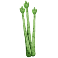 conjunto de diferente mano dibujado vegetales acuarela estilo, vegetales en rama, entero, medio y rebanadas png