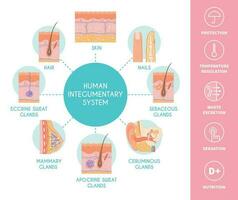 humano integumentario sistema esquema vector