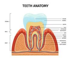 dientes anatomía estructura infografia vector