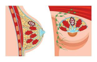 Female Breast Anatomy Set vector