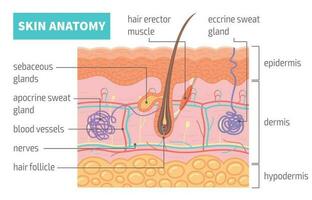 Human Skin Anatomy Infographics vector