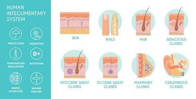 Human Integumentary System Infographics Icons vector