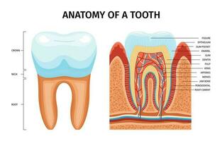 anatomía de diente infografia vector