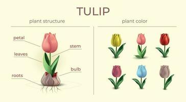 tulipán flor infografía composición vector