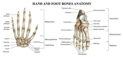 Hand And Foot Anatomy vector